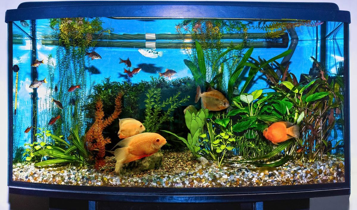 Foto: Lust auf ein Aquarium?