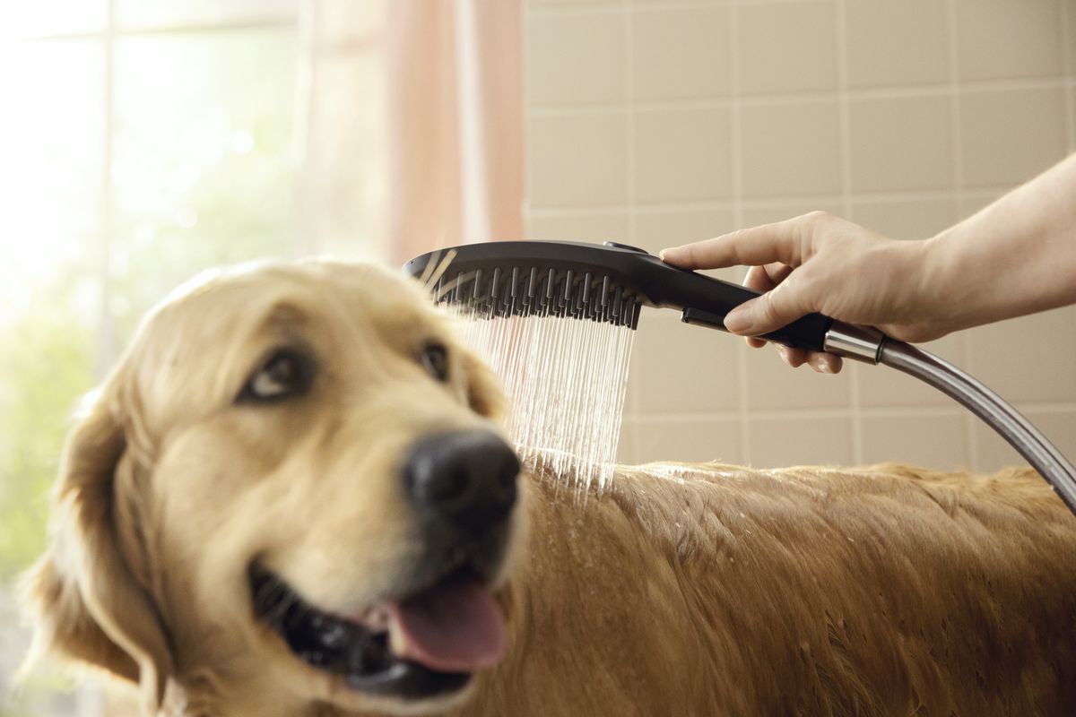 Foto: Der "Mudroom" - praktische Schleuse für Hunde.